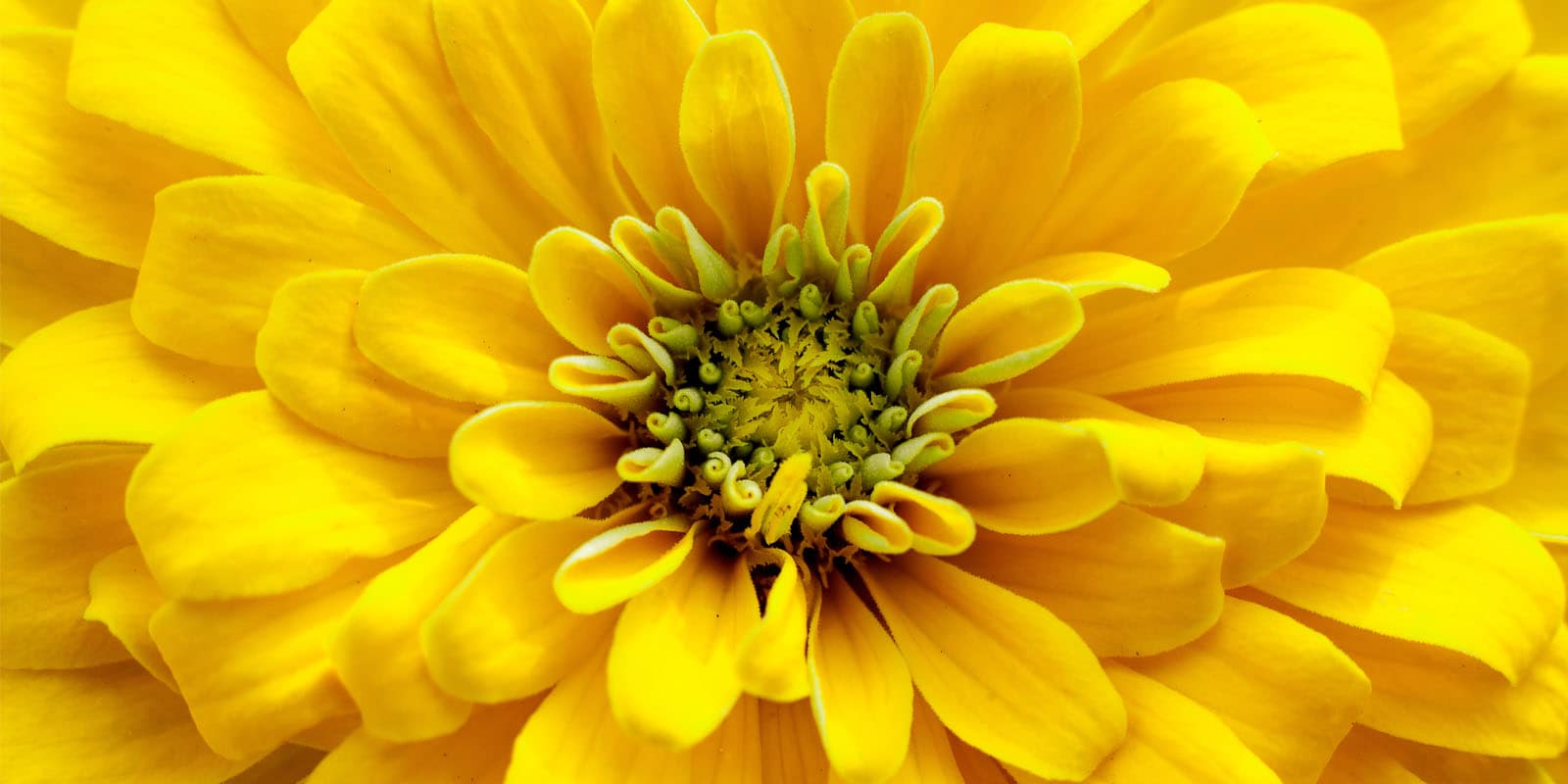 Image of a bright yellow flower in bloom